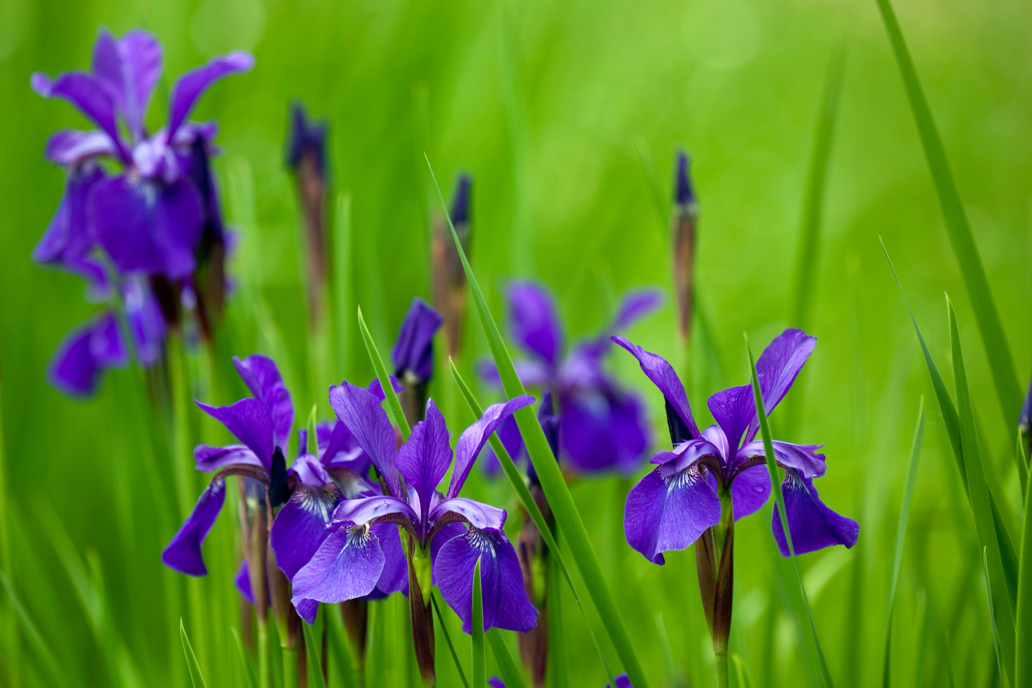 Japanese Iris